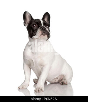 Porträt der Französischen bulldogge vor weißem Hintergrund sitzen, Studio shot Stockfoto