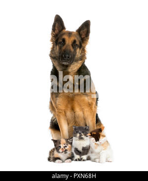 Deutscher Schäferhund sitzend mit Exotic Shorthair kitten, Europäisch Kurzhaar Kätzchen, Highland gerade Kitten, vor weißem Hintergrund Stockfoto