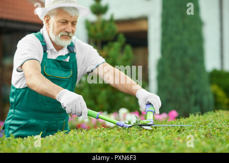 Der freundliche ältere Mann, schneiden Green Bush Garden. Attraktive bärtigen Opa, tragen in speziellen Overalls mit Schutzhandschuhe und helle Weiß Motorhaube, arbeiten im Garten mit Pflanzen. Stockfoto