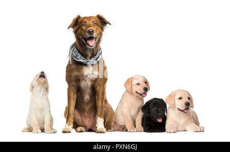 Gruppen von Hunden, Labrador Welpen, Labrador Australian Shepherd Dog, kreuzen vor weißem Hintergrund Stockfoto