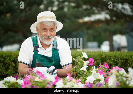 Ältere männliche Arbeitnehmer schneiden bunte Blume in der Schublade im Garten. Glücklich, bärtigen Mann, der in speziellen Overalls mit Schutzhandschuhe und Licht hat, stützte sich auf Tabelle mit Pflanzen und mit Blick auf die Kamera. Stockfoto