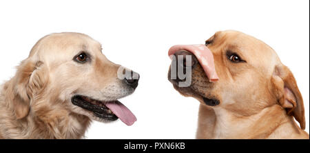 In der Nähe von Labrador Retriever, 2 Jahre alt, mit Mortadella auf seiner Nase, in der Nähe von Labrador Retriever, vor weißem Hintergrund Stockfoto