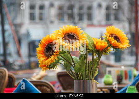 Sonnenblumen in einen Topf als Tischdekoration Stockfoto