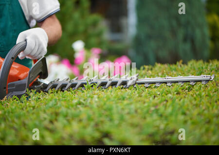 Professionelle männlichen Gärtner, tragen in speziellen Overalls mit Schutzhandschuh arbeiten mit professionellen Garten im Hinterhof. Heckenschere schneiden Sträucher zu idealen Zaun. Gartenarbeit Konzept. Stockfoto