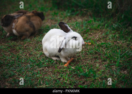 Kaninchen essen Karotten in einem Park in Lembang, West Java Indonesien Stockfoto