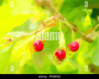 Öl malerei Wirkung. Nasse Früchte der rote wilde Kirschen hängen auf der Cherry Tree bereit abgeholt zu werden. Cherry Ernte aus dem wilden Bäume in der Natur Stockfoto
