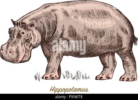 Afrikanisches Nilpferd Wild Animal auf weißem Hintergrund. Gravur von Hand gezeichnete Linie kunst Jahrgang alte Schwarzweiß-Skizze, Tinte. Vector Illustration für Label. Safari Symbol. Stock Vektor