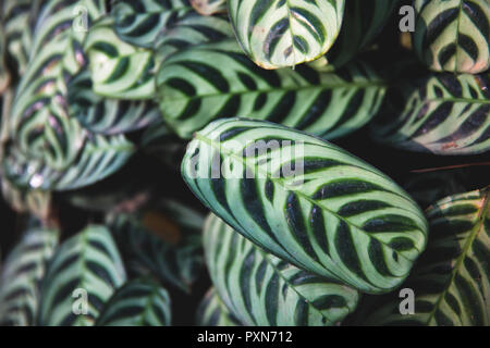 Pfau Anlage (calathea Makoyana), Blätter mit zwei Schattierungen von Grün mit einem Muster Stockfoto