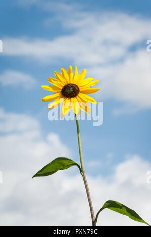 Sonnenblume gegen den blauen Himmel mit weißen Wolken. Stockfoto