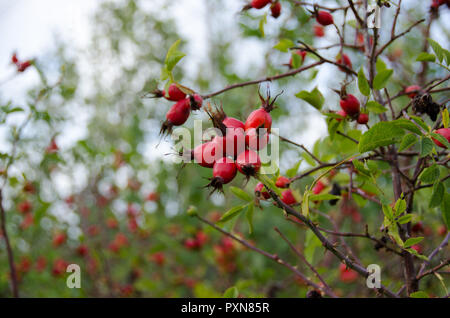 Hagebutte im Freien im Herbst Stockfoto
