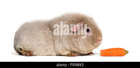 Teddy Meerschweinchen, vor weißem Hintergrund Stockfoto