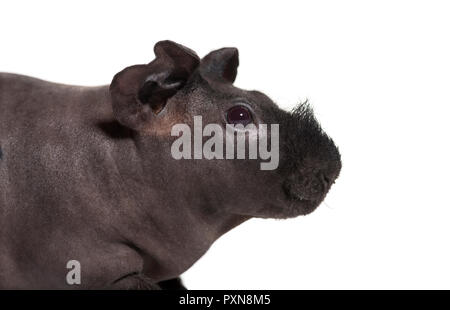 Skinny pig, Meerschweinchen vor weißem Hintergrund Stockfoto