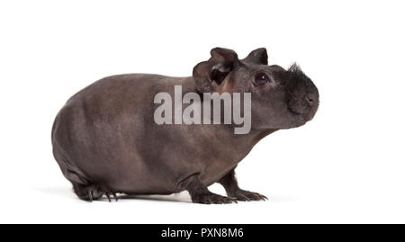 Skinny pig, Meerschweinchen vor weißem Hintergrund Stockfoto