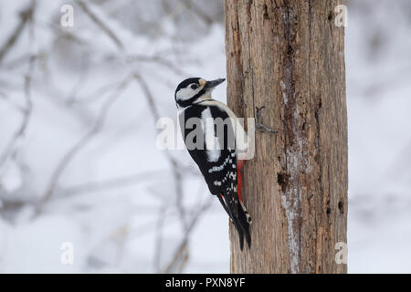 Buntspecht, Weibchen, Bunt-Specht, Specht, Spechte, Dendrocopos major, Picoides major, Buntspecht, weiblich, Pic épeiche Stockfoto