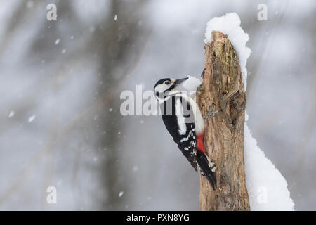 Buntspecht, Weibchen, Bunt-Specht, Specht, Spechte, Dendrocopos major, Picoides major, Buntspecht, weiblich, Pic épeiche Stockfoto