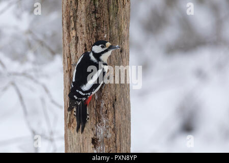 Buntspecht, Weibchen, Bunt-Specht, Specht, Spechte, Dendrocopos major, Picoides major, Buntspecht, weiblich, Pic épeiche Stockfoto