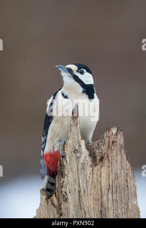 Buntspecht, Männchen, Bunt-Specht, Specht, Spechte, Dendrocopos major, Picoides major, Buntspecht, männlich, Pic épeiche Stockfoto
