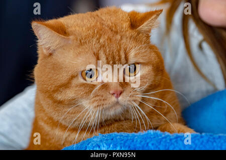 Orange Kartäuser Katze Portrait zu Ihnen schauen Stockfoto