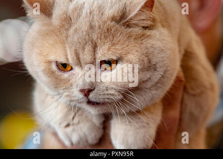 Orange Kartäuser Katze Portrait zu Ihnen schauen Stockfoto