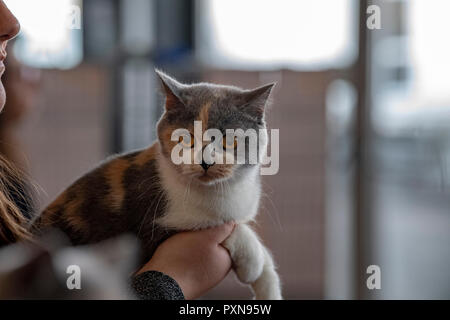 Orange Kartäuser Katze Portrait zu Ihnen schauen Stockfoto