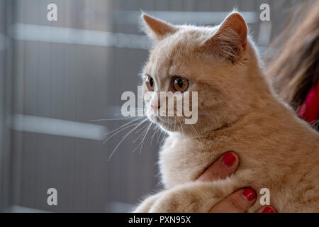 Orange Kartäuser Katze Portrait zu Ihnen schauen Stockfoto