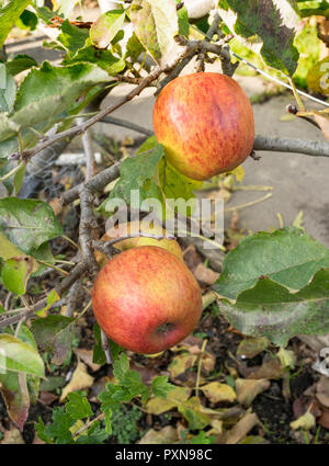 Malus Domestica James Grieve Äpfel wachsen als Zustellung cordon auf einem Schrebergarten, North East England, Großbritannien Stockfoto