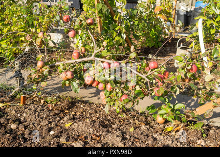 Zustellung cordon apple tree in einem Schrebergarten, North East England, Großbritannien Stockfoto