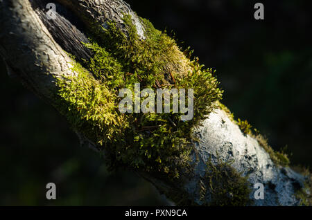 Moss-Pfad auf umgefallene Baum. Stockfoto