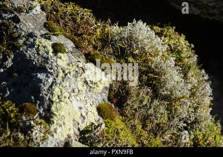 Kleine Klumpen von Moos und Flechten auf Felsen. Stockfoto