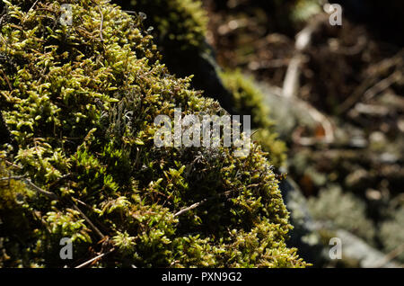 Kleine Klumpen von Moos und Flechten auf Felsen. Stockfoto