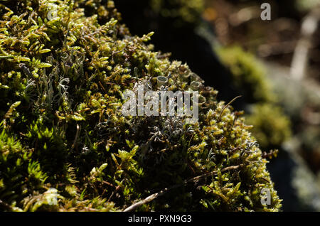 Kleine Klumpen von Moos und Flechten auf Felsen. Stockfoto