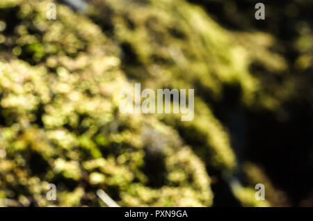 Kleine Klumpen von Moos und Flechten auf Felsen. Stockfoto