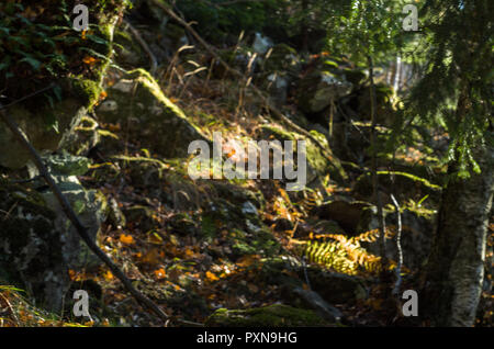 Kleinen felsigen Hang im Jungen Wald mit Licht, Schatten und Farben verwischt, indem sie unscharf. Stockfoto