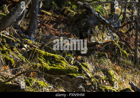 Kleinen felsigen Hang im Jungen Wald mit Licht, Schatten und Farben verwischt, indem sie unscharf. Stockfoto