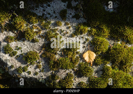 Green Moss auf eine flache Oberfläche von hellgrau Rock mit einer gefallenen gelb Blatt im Herbst Sonne eingerichtet. Stockfoto