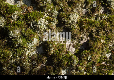 Moos gemischt mit weißen lichenes auf eine flache Oberfläche von grauen Rock im Herbst Sonne. Stockfoto