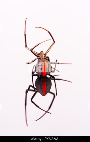 Wütend australischen weiblichen Redback Spider auf seiner Rückseite Stockfoto