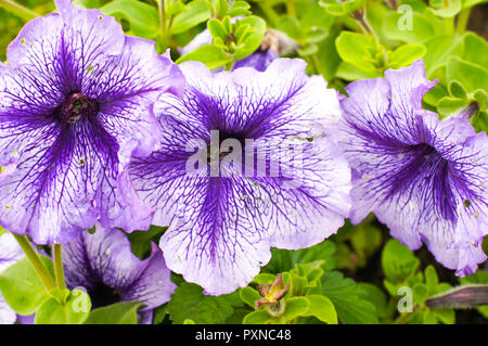 Purple petunia Blumen in einem schönen Design auf einem hellen, sonnigen Tag. Für ihr Design Stockfoto