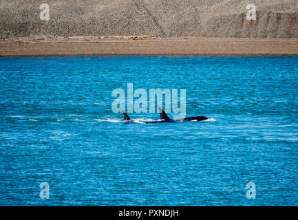 Schwertwale (Orcinus orca) in Caleta Valdés, die Halbinsel Valdes, UNESCO-Weltkulturerbe, Provinz Chubut, Patagonien, Argentinien Stockfoto