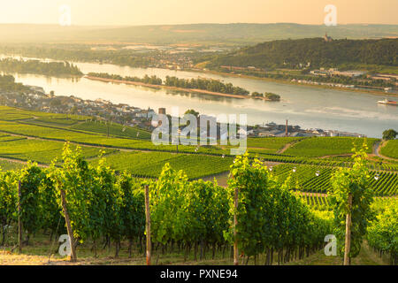 Weinberge und den Rhein, Rüdesheim, Rheinland-Pfalz, Deutschland Stockfoto