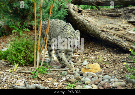 Snow Leopard im Zoo. Stockfoto