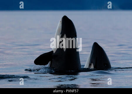 Die beiden nördlichen Bewohner Schwertwale (Orcinus orca) Spy-hopping im Queen Charlotee Meerenge des Great Bear Rainforest, British Columbia, Küste, Erste N Stockfoto