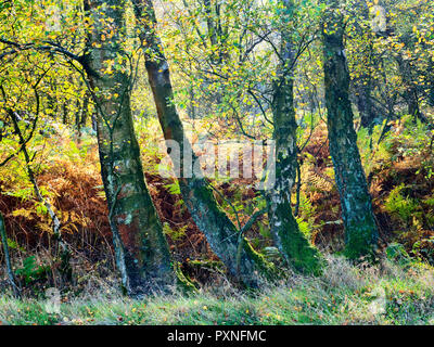 Herbst Birken und Bracken in Guisecliff Holz Pateley Bridge North Yorkshire England Stockfoto