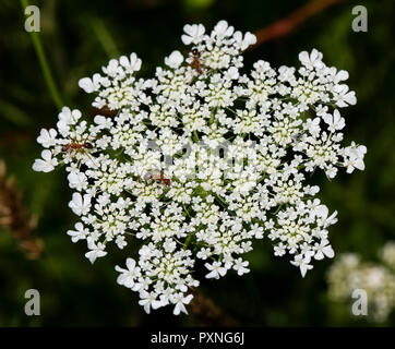 Mehrere Insekten klettern über Queen Anne's Lace (möhre) blüht. Stockfoto