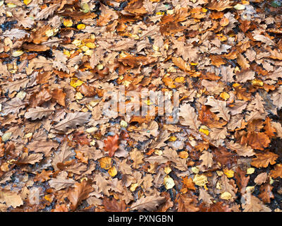 Floating gefallene Eiche Blätter auf Guisecliff Tarn in Guisecliff Holz Pateley Bridge North Yorkshire England Stockfoto