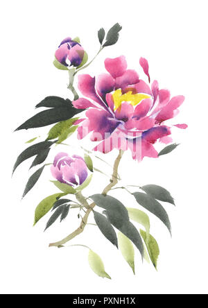 Aquarell Blumen. Blühende rosa Pfingstrose. Aquarell Hintergrund. Stockfoto