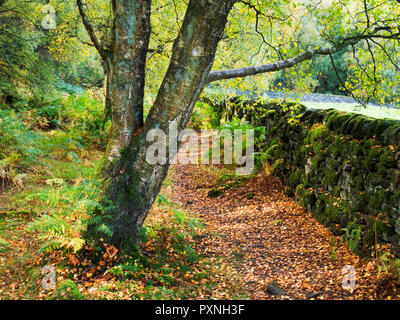 Fußweg durch einen moosigen Mauer aus Stein in Skrikes Holz im Herbst in der Nähe von Pateley Bridge North Yorkshire England Stockfoto