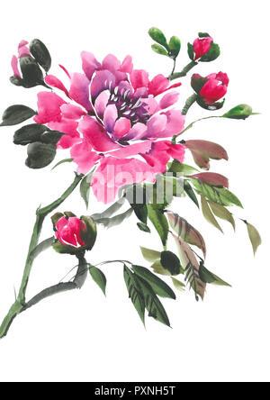 Aquarell Blumen. Blühende rosa Pfingstrose. Aquarell Hintergrund. Stockfoto