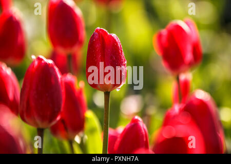 Tulip Blumen in der Mitte der Feder, mit rosa-rot-weiße Farbe Mischung und glänzend. Regentag. Stockfoto