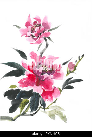 Aquarell Blumen. Blühende rosa Pfingstrose. Aquarell Hintergrund. Stockfoto